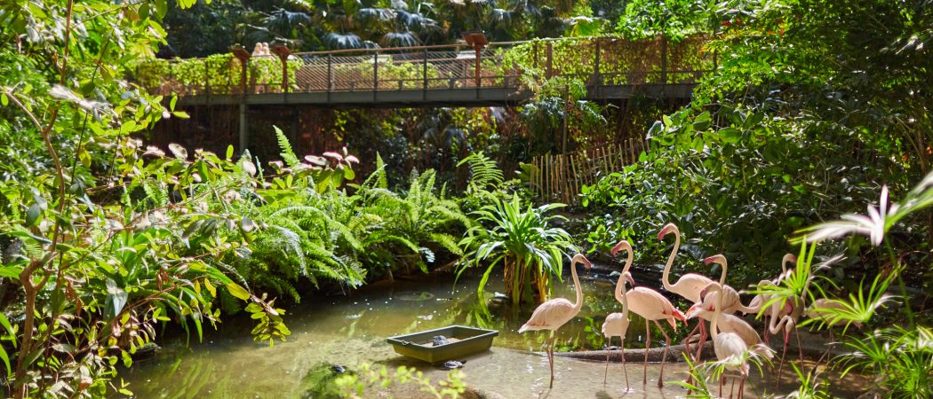 Sieht aus wie im Paradies, ist aber Brandenburg: Mangrovensumpf im „Tropical Islands“ (Foto: PR/Tropical Islands)